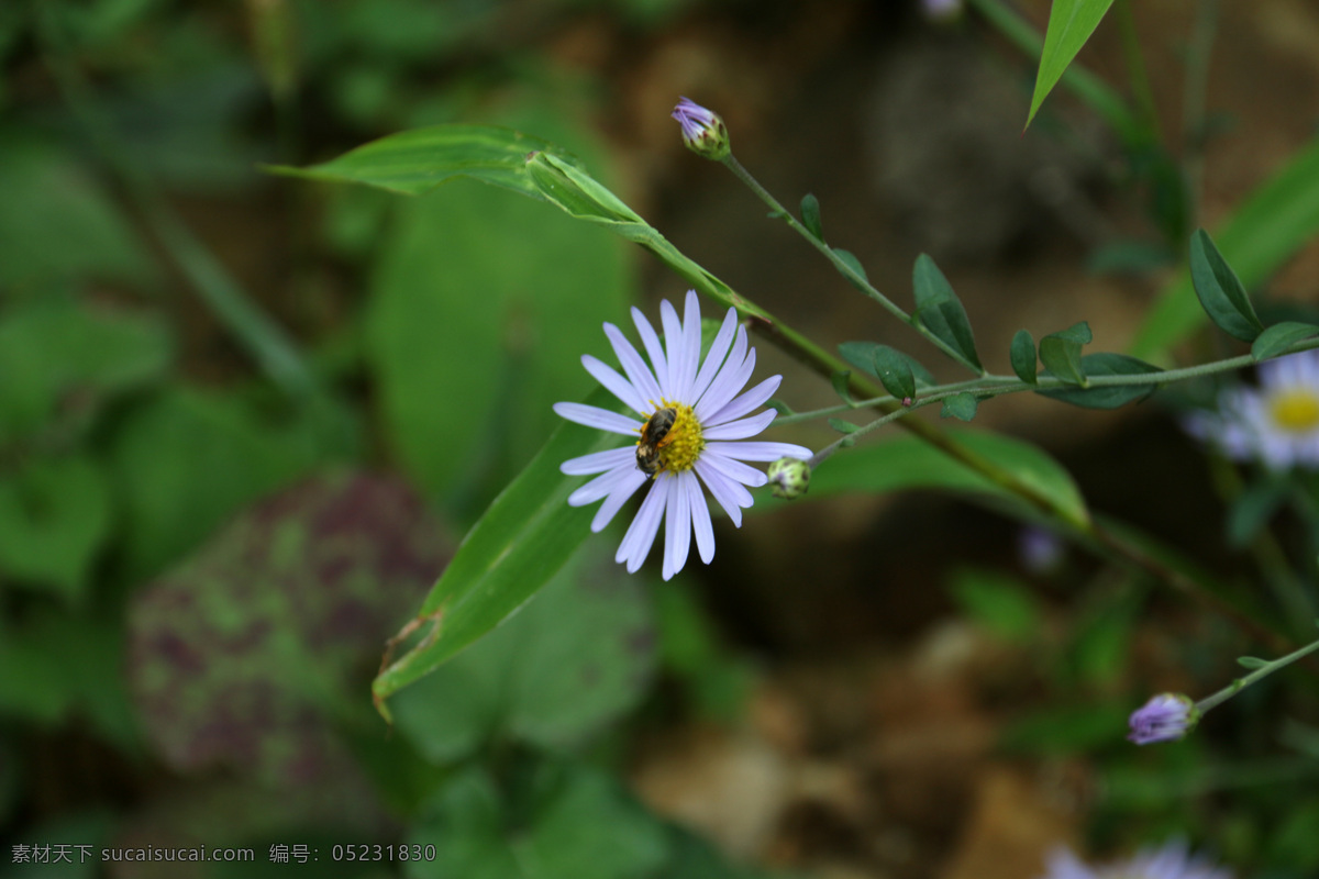 飞蓬花 花草 黄色 绿叶 绿色 茎 植物 花蕾 花蕊 心 花丛 白色 生物世界