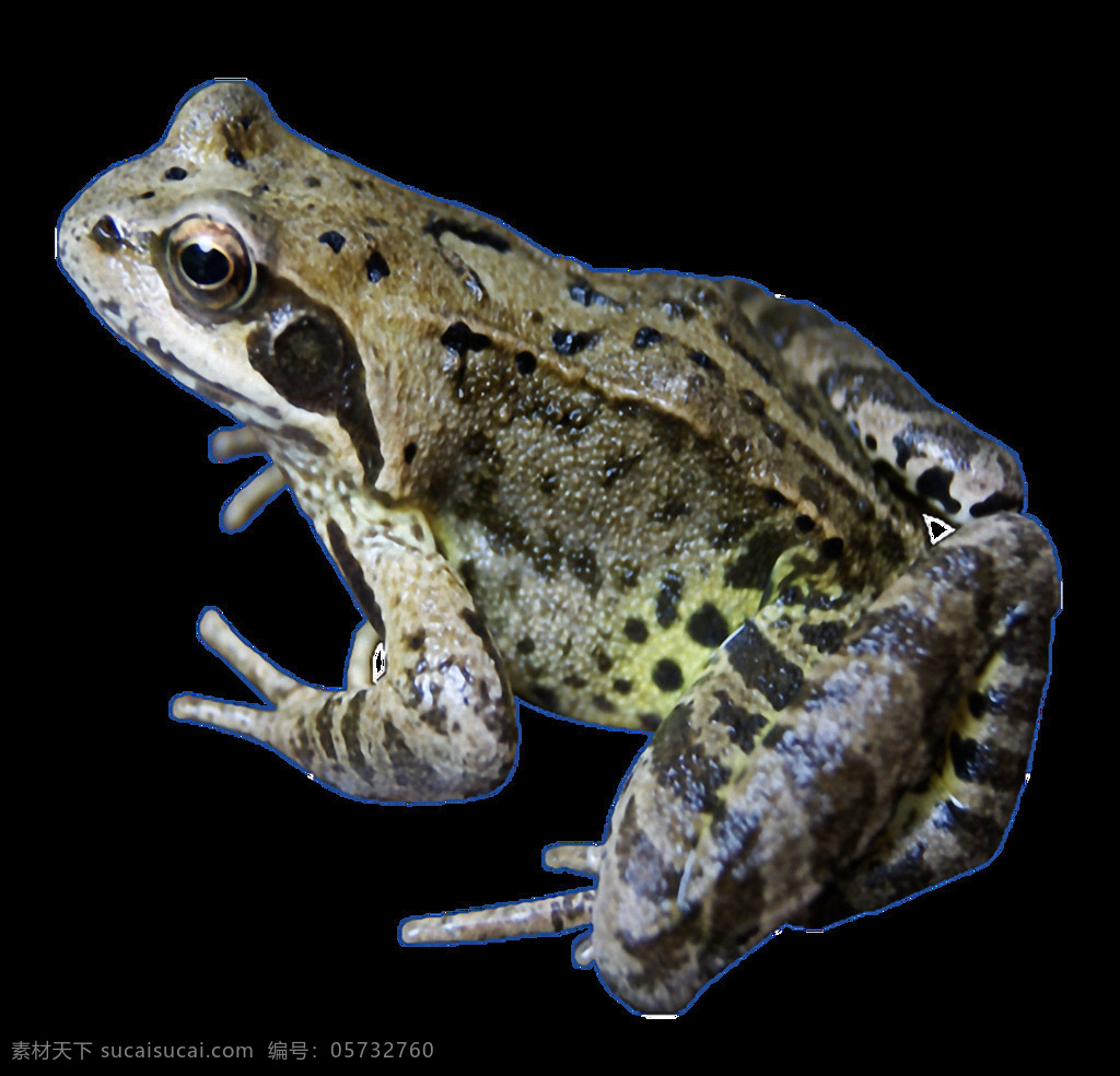 黑色 麻点 图案 青蛙 免 抠 透明 漂亮 青蛙海报图 青蛙广告图 蛙类动物