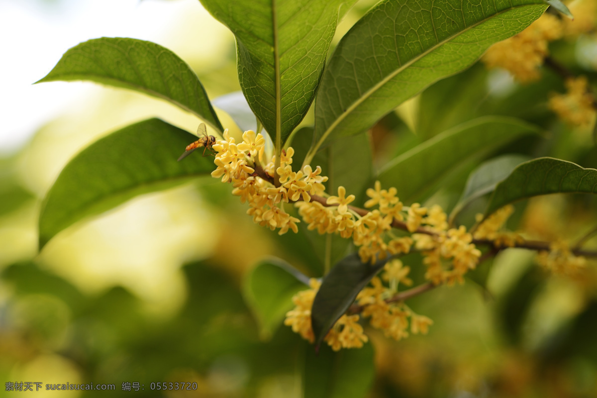 桂花 金桂 银桂 月桂 花草 生物世界