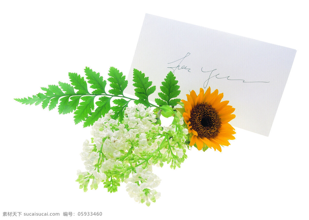 美 麗 花 草 插花 花瓣 居家生活 生活百科 生活素材 信封 美麗的花 裝飾 信 矢量图 其他矢量图