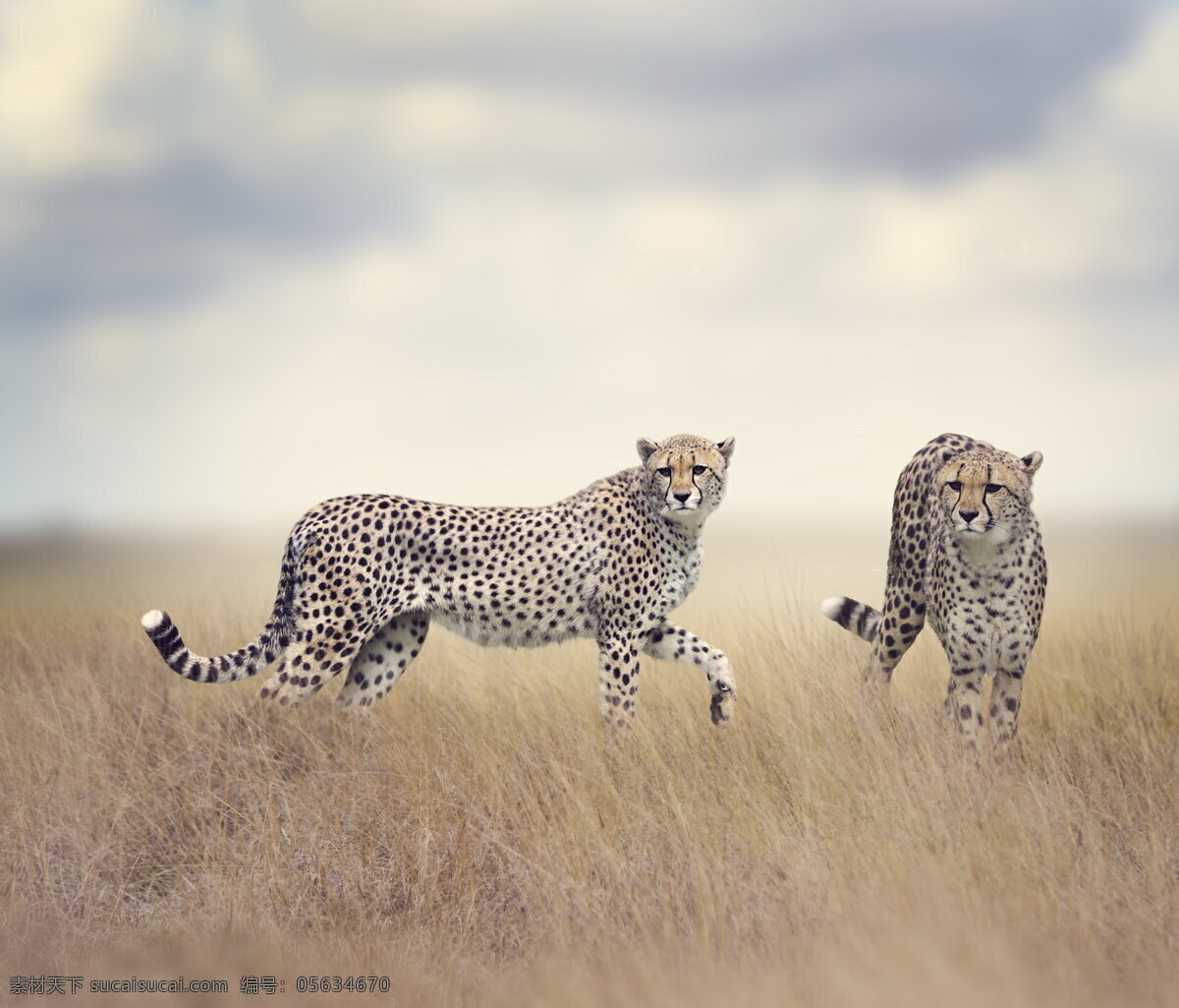 猎豹 草原 原野 荒草 非洲 野生 荒野 动物摄影 生物世界 野生动物