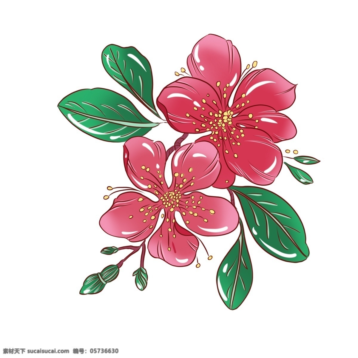 手绘 植物 传统 花卉 手绘植物 手绘花卉 花朵 花叶 手绘花草 传统花卉 传统花草