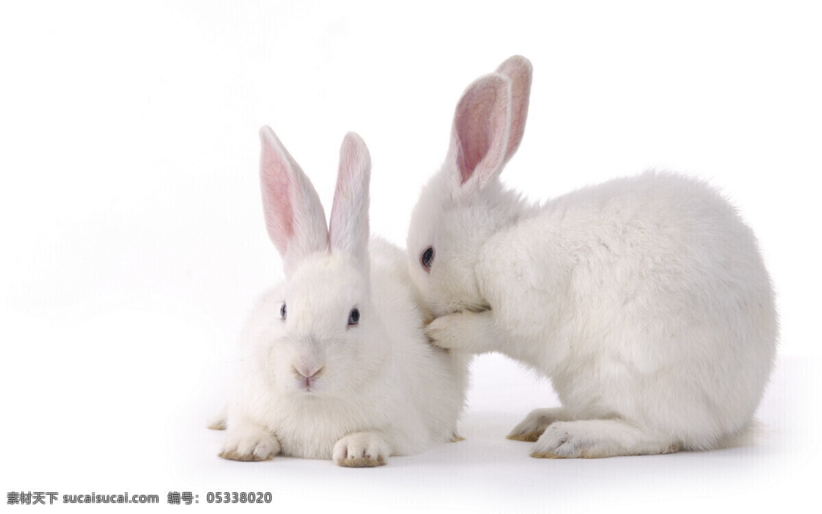 动物摄影图 动物世界 生物世界 两只 白兔 小白兔 耳语的兔子 图片专辑 野生动物