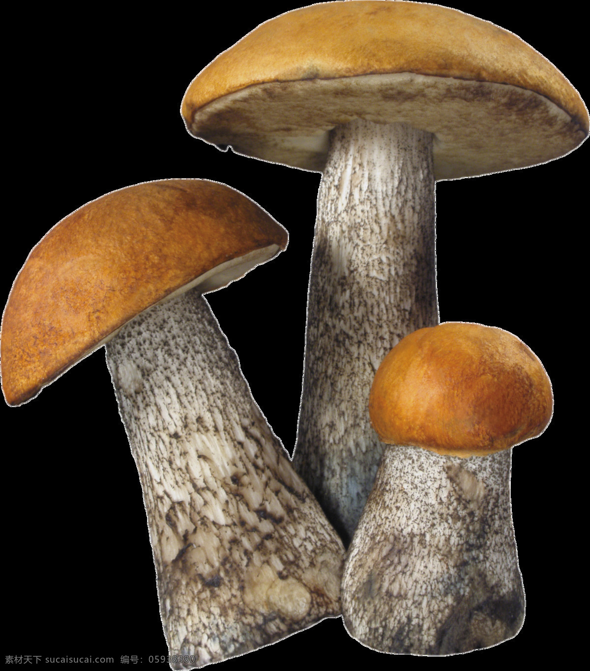 三维 蘑菇 图 免 抠 透明 层 蘑菇卡通画 可爱蘑菇 蘑菇头 蘑菇矢量图 蛇蘑菇 白蘑菇 菇 野生蘑菇 新鲜香菇 干香菇 鲜蘑 卡通香菇 椴木香菇 香菇素材 野生香菇