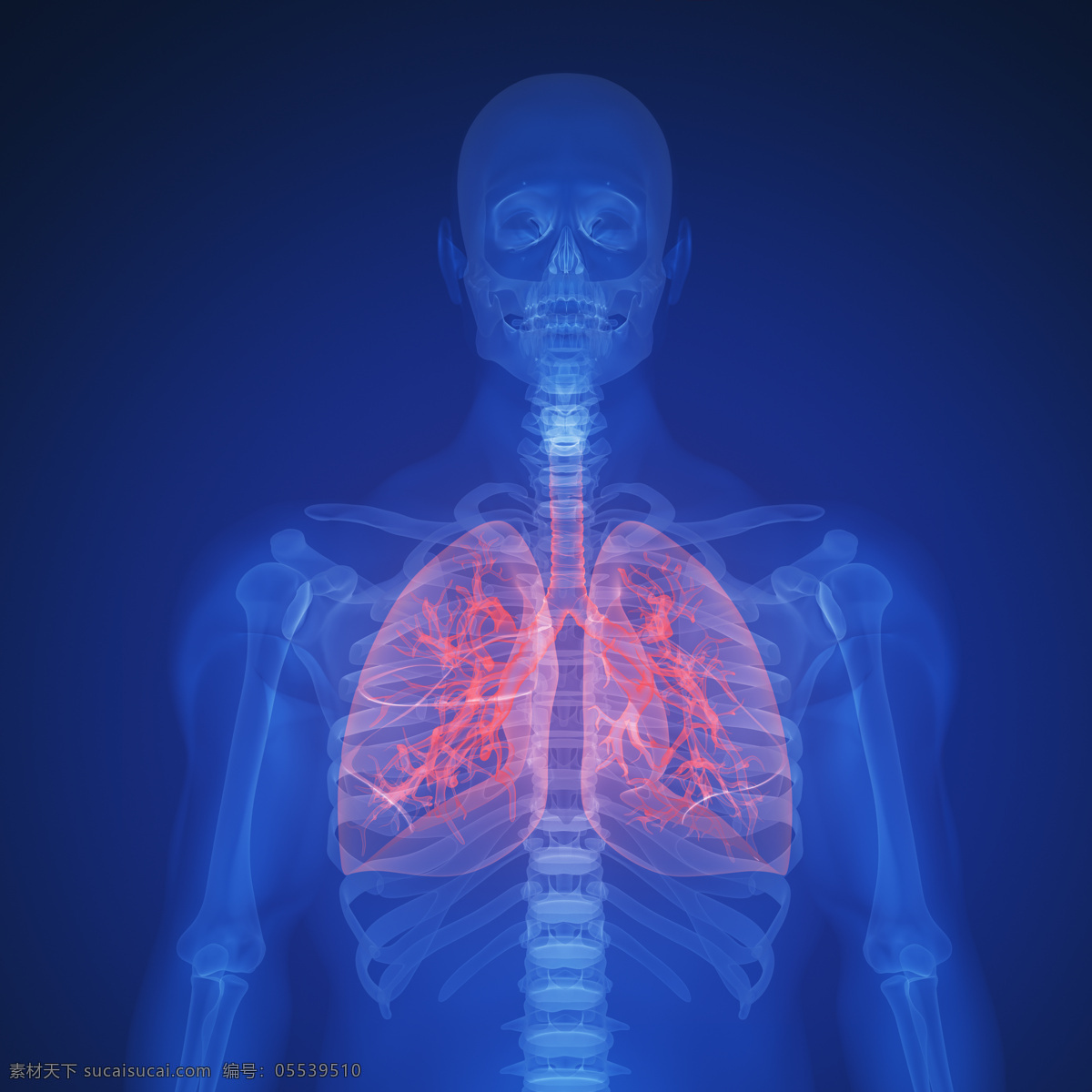 肺部 x 光 透视图 医疗主题 人体 x光 图像 医疗护理 现代科技
