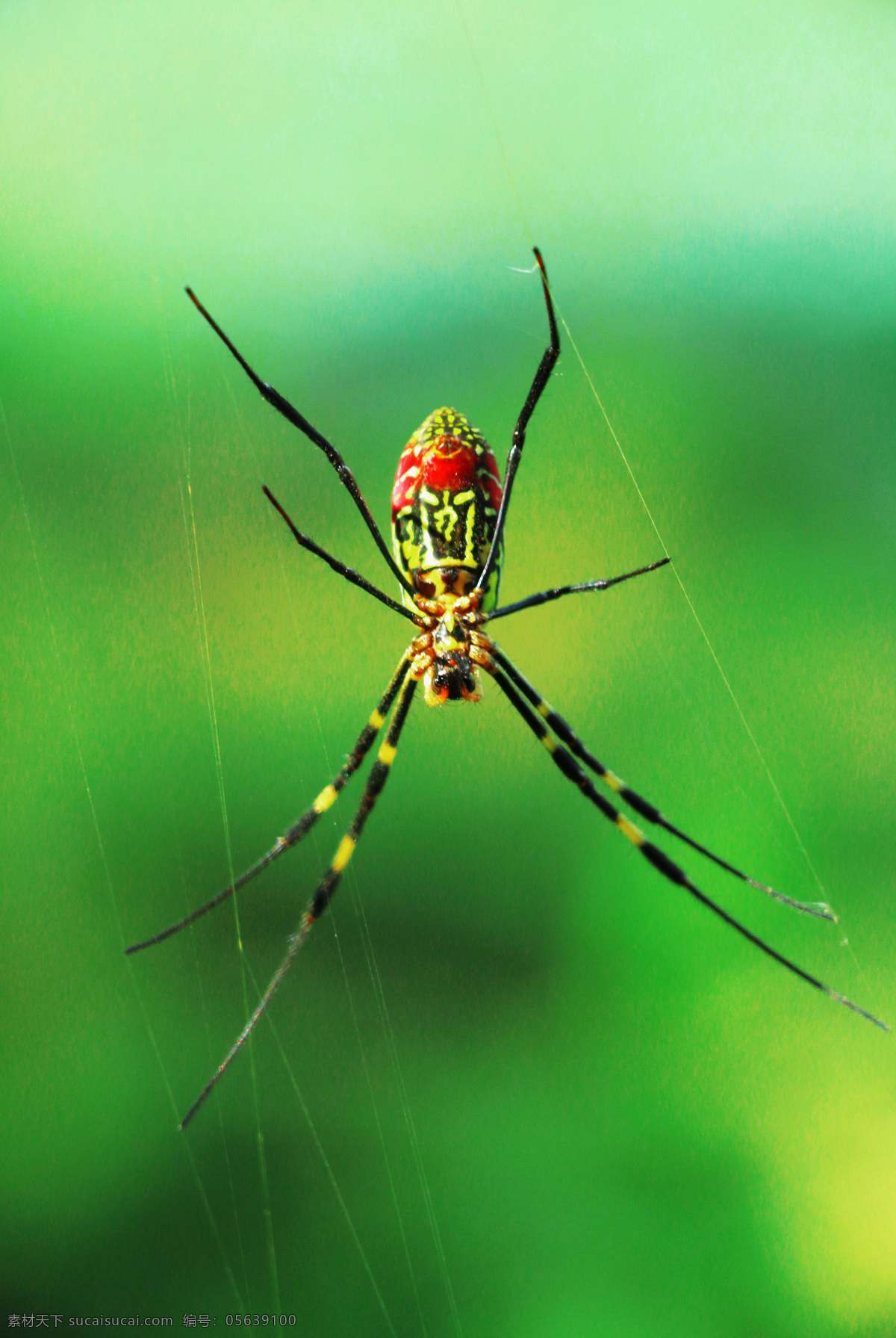 蜘蛛 昆虫 蜘蛛网 红蜘蛛 动物 害虫 生物世界 绿色