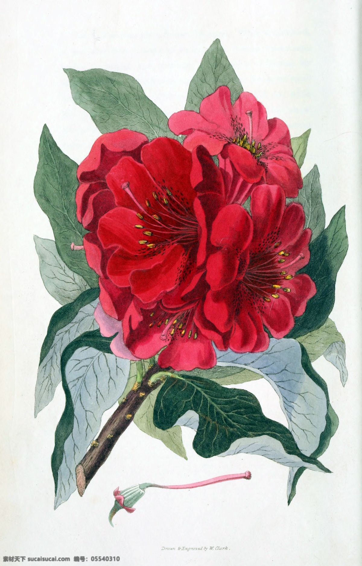 鲜花 植物 花园花卉大全 手绘花卉 蝴蝶 装饰画素材 无框画 绘画 插画 图书扫描影印 手绘花纹 精美花纹 兰花贴图 简洁 移门设计 彩色花朵 手绘设计 手绘花朵 底纹 花纹 漂亮花纹 花纹素材 手绘花 流行 大气 手绘 彩色设计 生物世界 花草 植物园画集