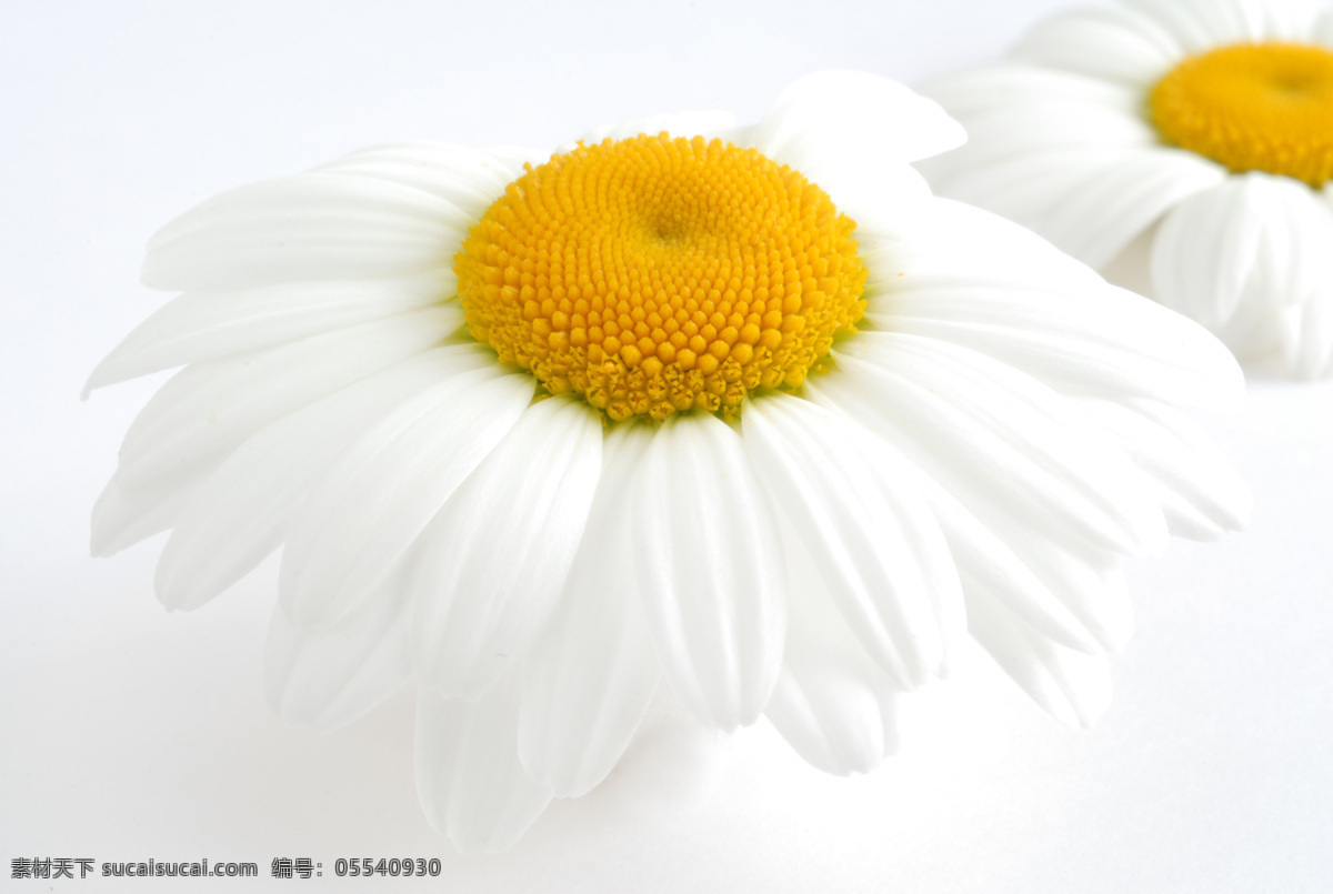 雏 菊 背景 美丽鲜花 鲜花背景 花卉 花朵 雏菊 菊花 花草树木 生物世界