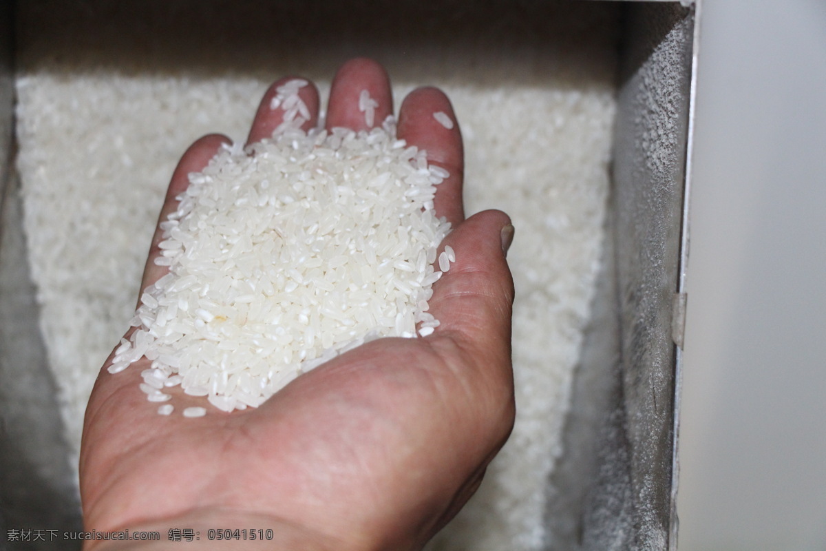 白米 五常大米 粮食 米粒 米面杂粮 餐饮美食 食物原料