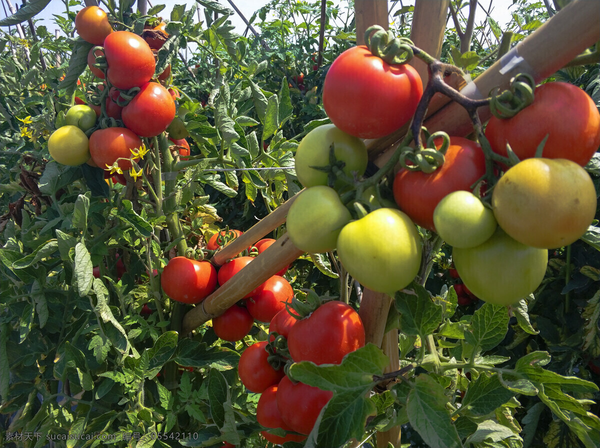 蔬果 西红柿园 果实 收获季节 生物世界 蔬菜