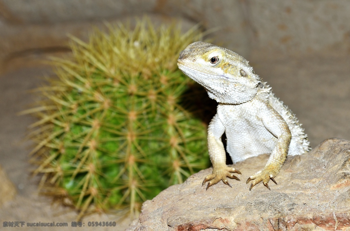 沙漠 中 小 蜥蜴 高清 可爱动物 动物写真 野生动物 保护动物 高清图片