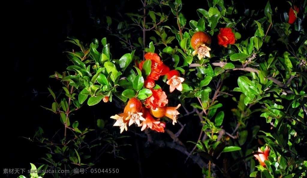 石榴花开 石榴枝 农家花 红花 花草 生物世界