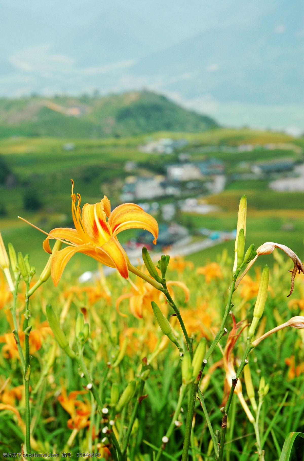 萱草忘忧 黄花菜 忘忧草 金针菜 黄花 花 蔬菜 生如夏花 含苞待放 怒放 绿色 黄色 远山 背景 花草 生物世界