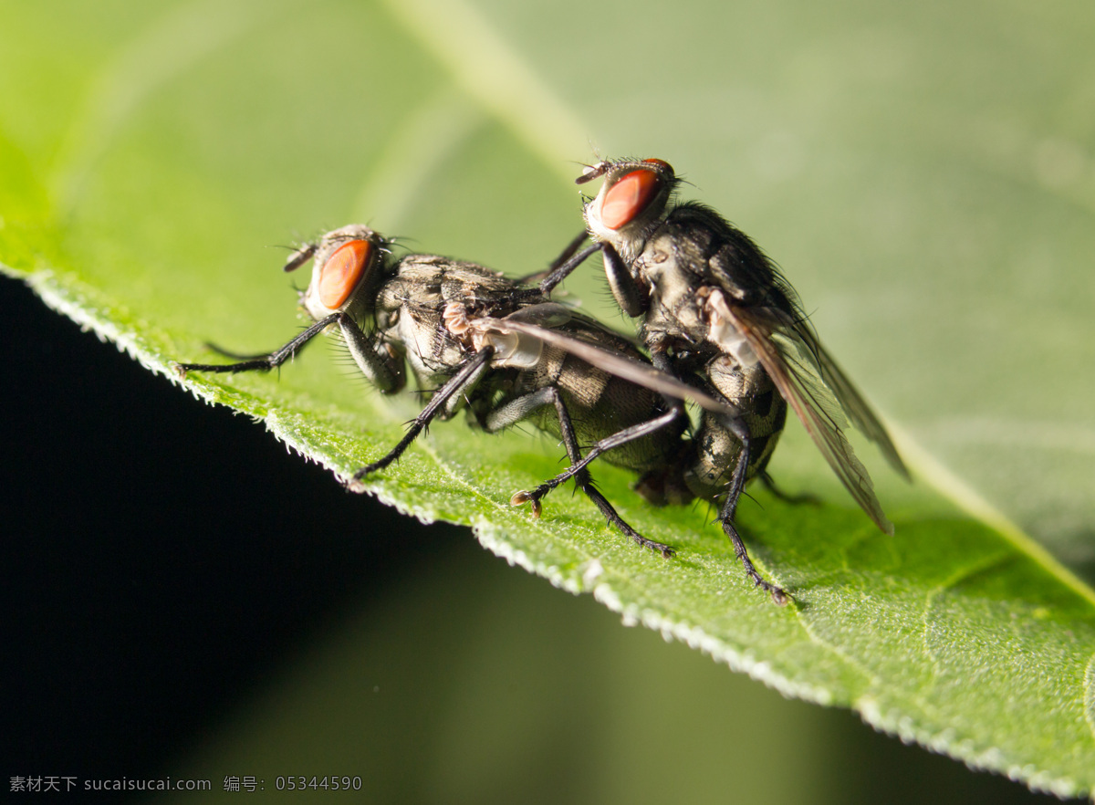 绿叶 上 交配 苍蝇 树叶 昆虫 动物摄影 动物世界 昆虫世界 生物世界 黑色