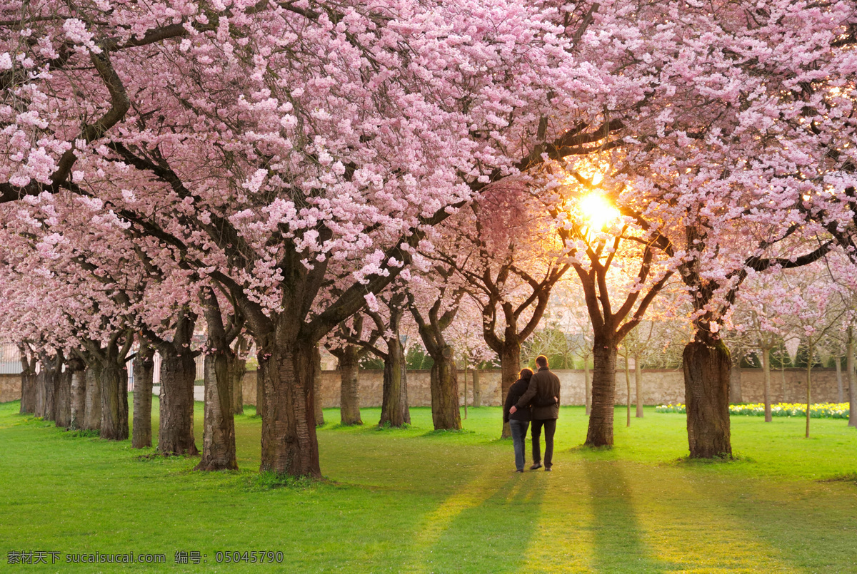 浪漫树林 樱花树 情侣 散步 树林 公园 草地 大树 一排树 阳光 朝阳 树木树叶 生物世界