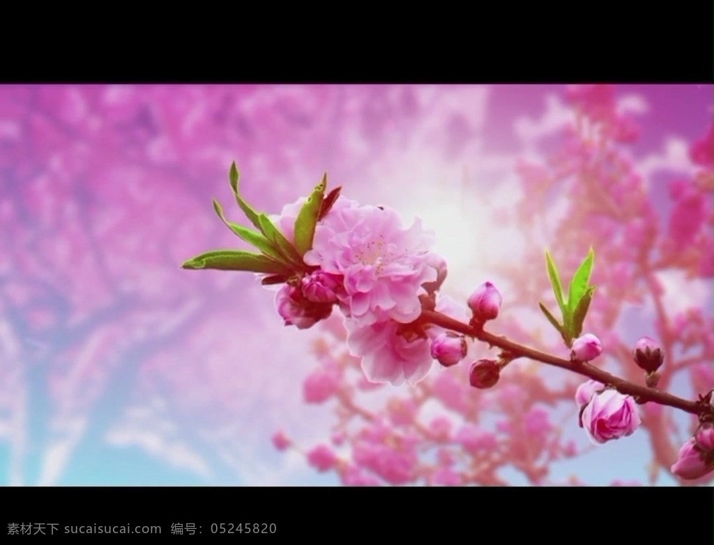 桃花 树 背景 视频 花朵 花朵视频素材 喜庆 节日 舞台 歌舞 led 视频素材 多媒体设计 源文件 mov