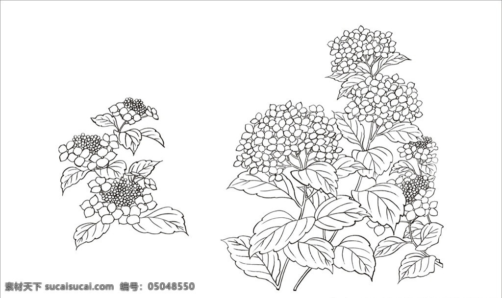 紫阳花 八仙花 花 绣球花 草绣球 生物世界 花草 手绘图 线描图 植物 手绘线描图 手绘素材