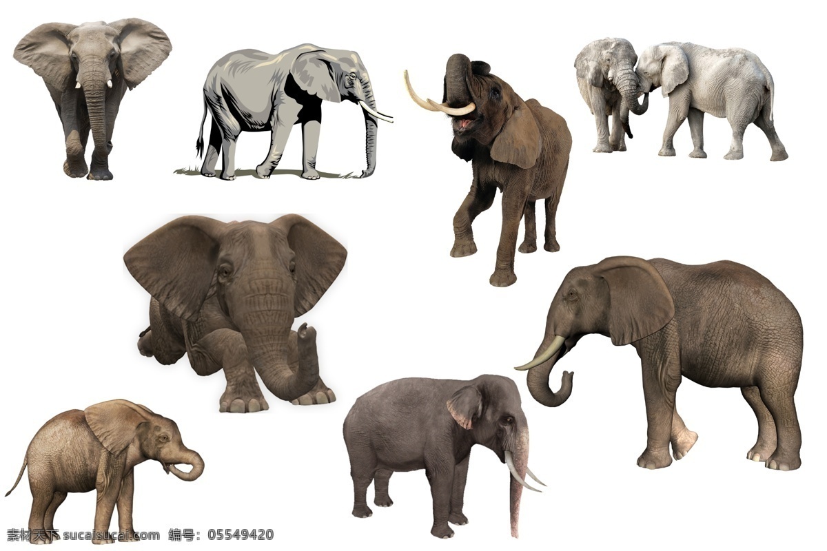 大象 透明素材 png抠图 稀有动物 珍稀动物 保护动物 亚洲象 非洲象 猛犸象 大型动物 哺乳动物 非 原创 透明 合 辑 分层