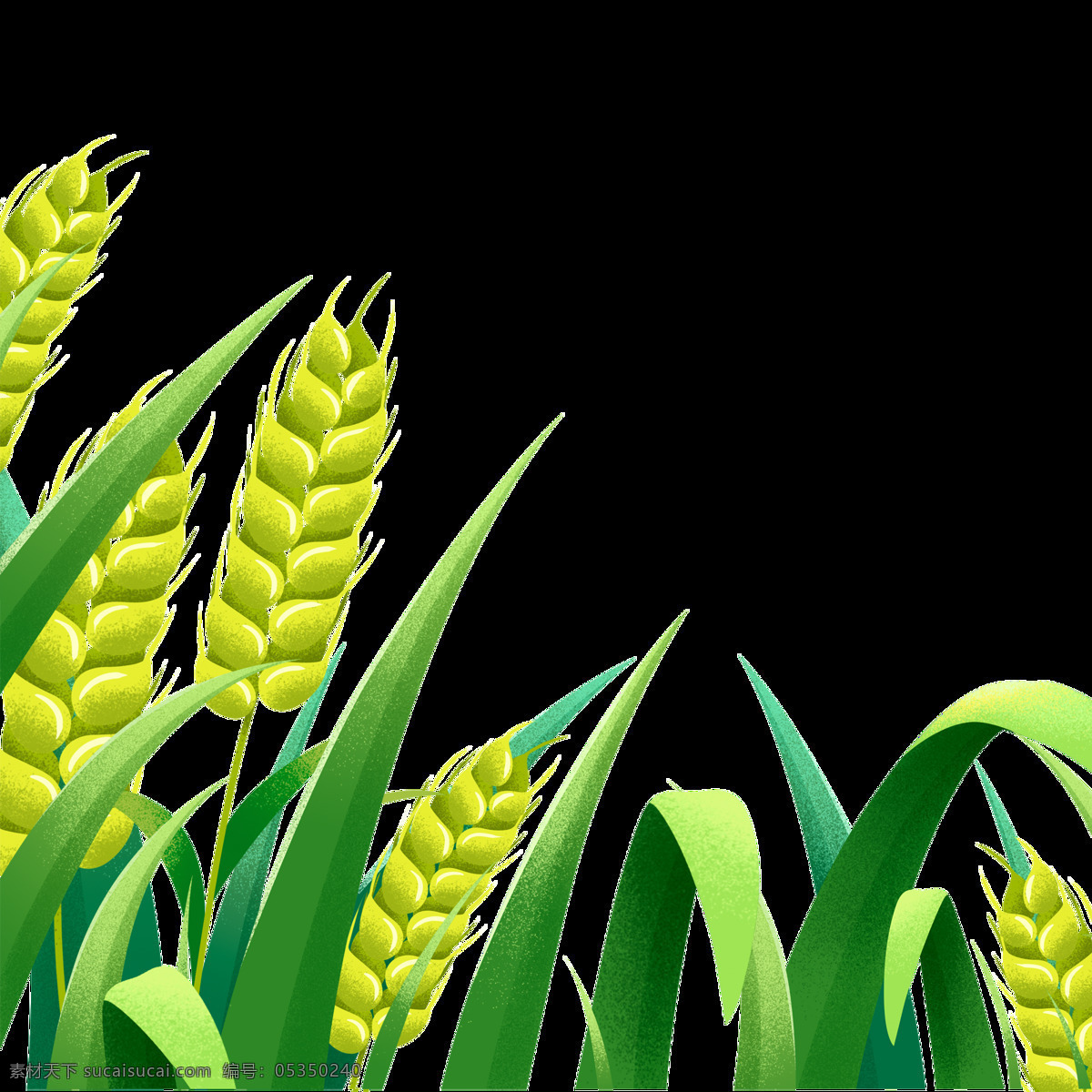 小麦图片 小麦 麦穗 麦子 麦田 收获 丰收 麦地 金色麦田 麦收时节 成熟麦子 乡村 粮食 照片