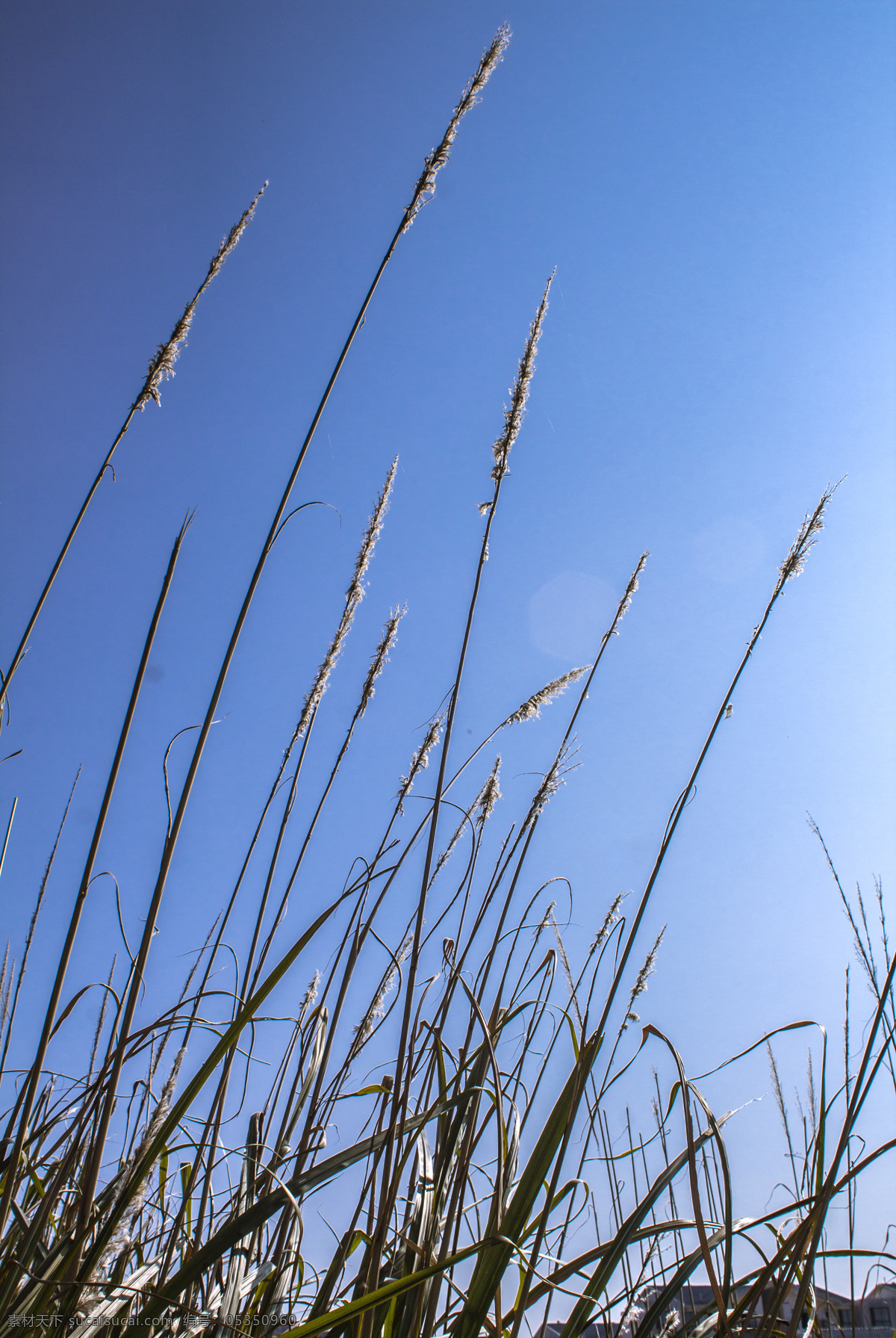 蓝天 下 芦苇 商用 照片 背景 风景 风光 唯美 文艺 植物