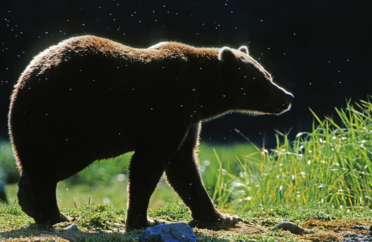 大棕熊摄影 脯乳动物 保护动物 熊 狗熊 棕熊 野生动物 动物世界 摄影图 陆地动物 生物世界 黑色