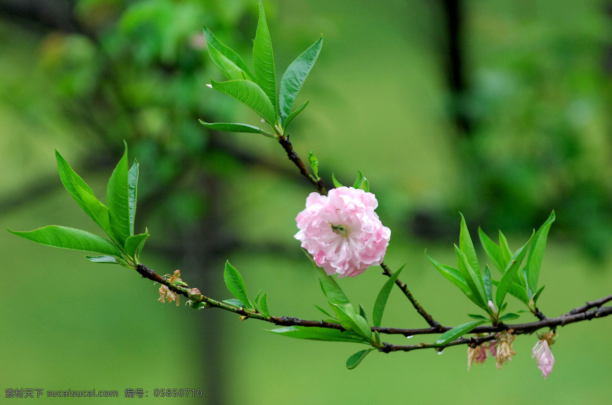 雨后桃花 花朵 自然景观 自然风景 植物小品 摄影图库 300