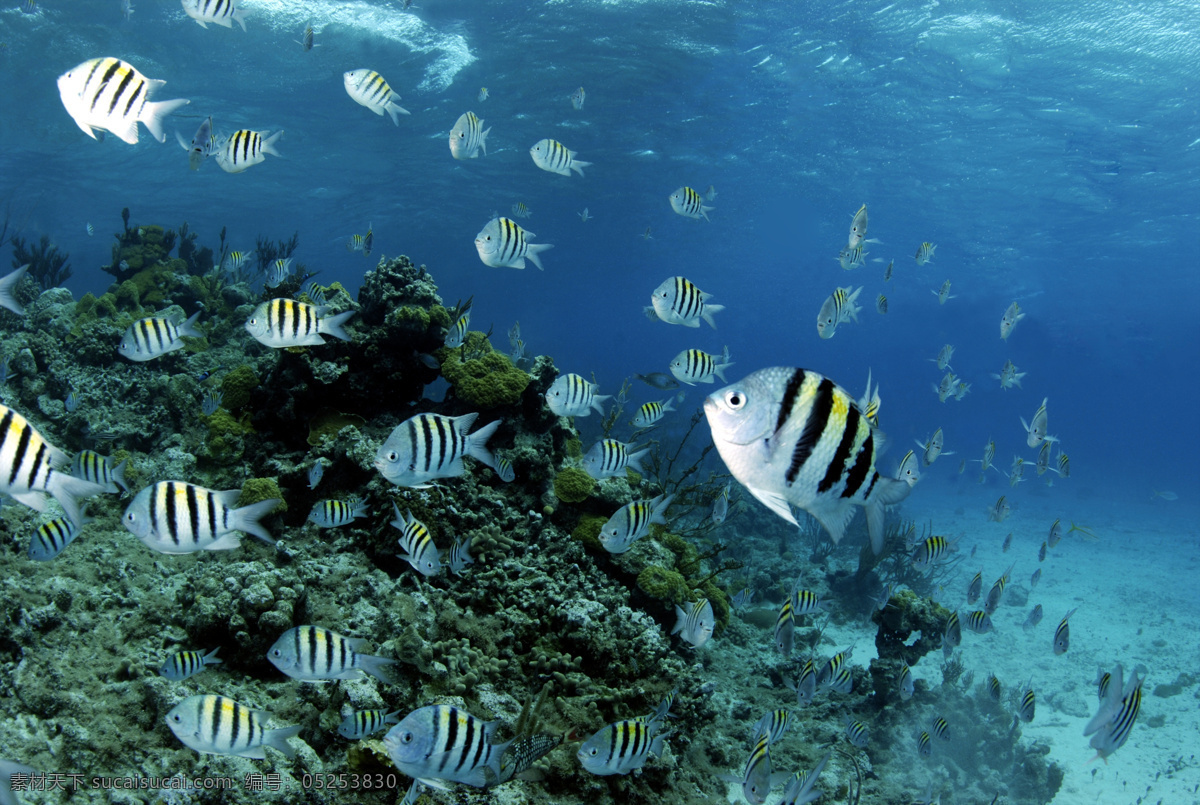 迁徙 鱼 美丽 珊瑚 鱼群 海洋海边 自然风光 海底世界 海洋生物 大海图片 风景图片