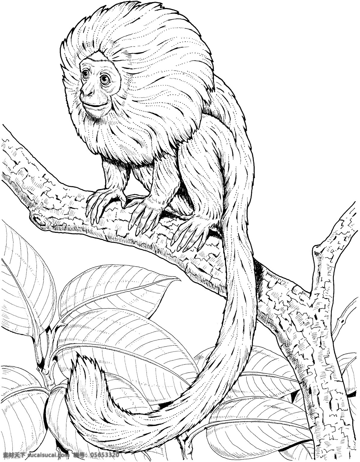 primates 灵长类 猩猩 猿猴 狒狒 动物素描 动物手绘画 设计素材 动物专辑 素描速写 书画美术 白色