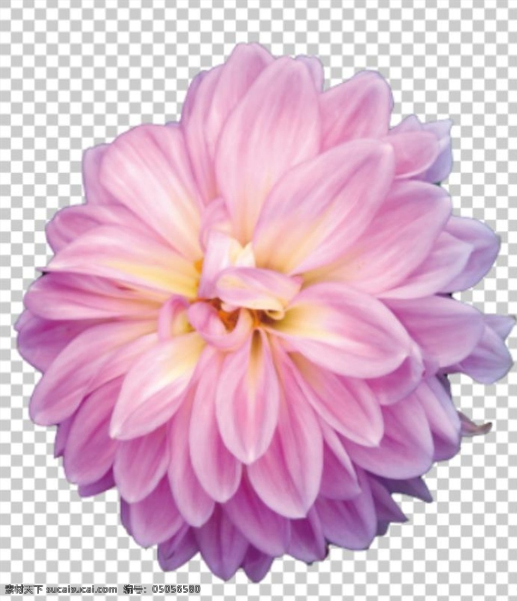 花朵图片 花朵 鲜花 花艺 装饰 植物 园艺