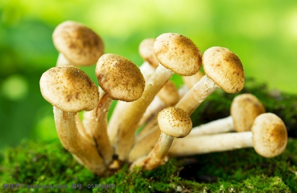 蘑菇图片 蘑菇 森林里 照片 苔藓 野生菌 生活百科 自然景观 自然风景
