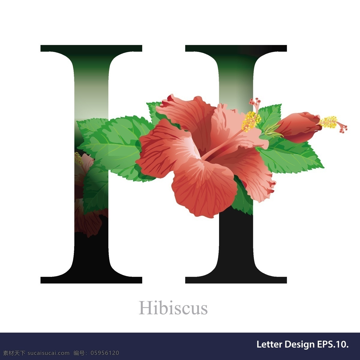 热带 花卉 大红色 英文 字母 字体 字母h 树叶 绿色 矢量 源文件