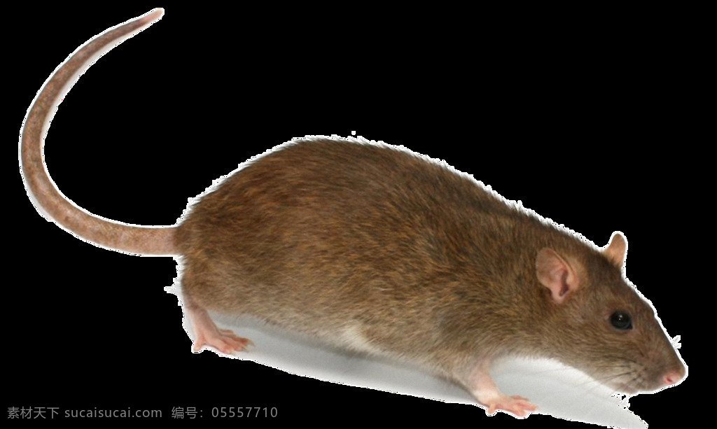 走路 老鼠 免 抠 透明 在走路的老鼠 家鼠 老鼠特写 老鼠写真 老鼠海报图片 老鼠图片 可爱老鼠 老鼠素材