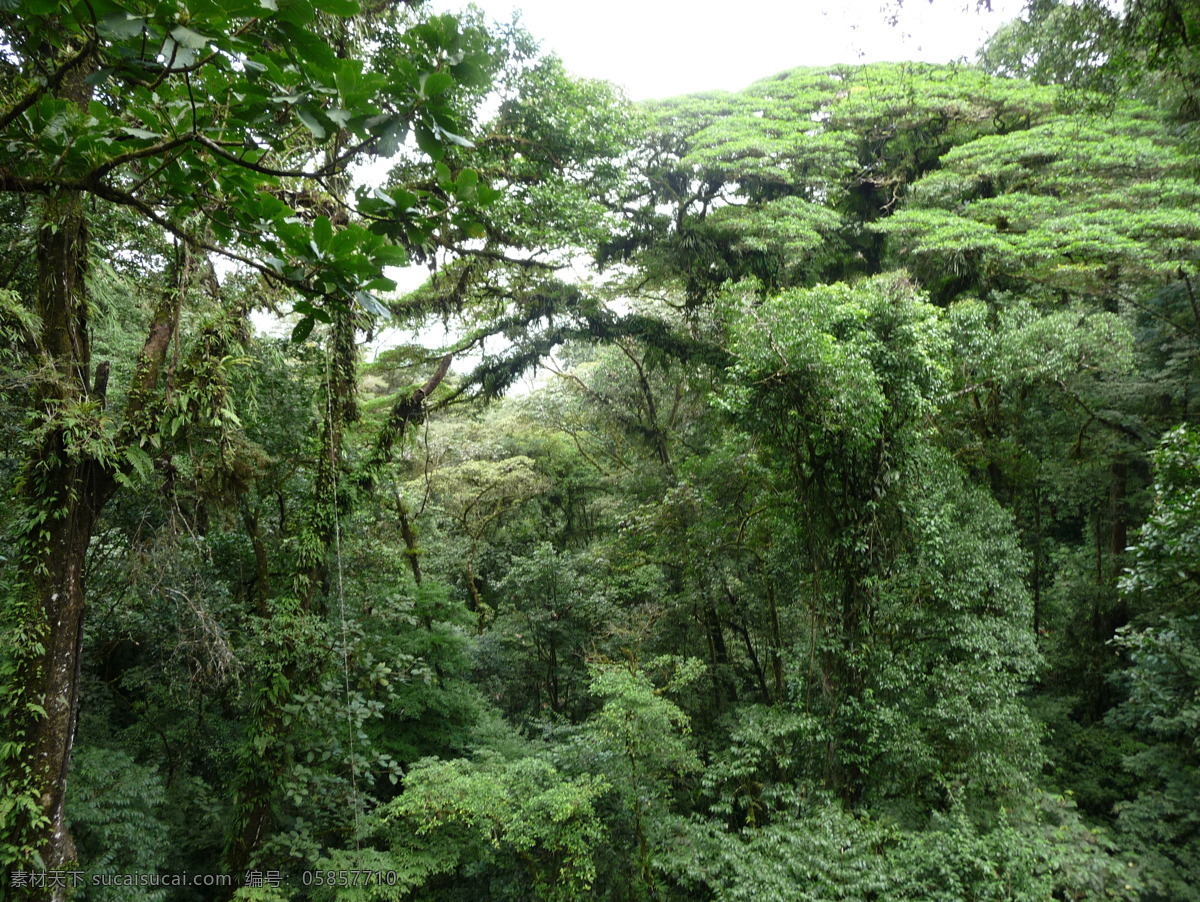 雨林 热带雨林 原始森林 植被 植物 森林 丛林 热带 自然风景 自然景观