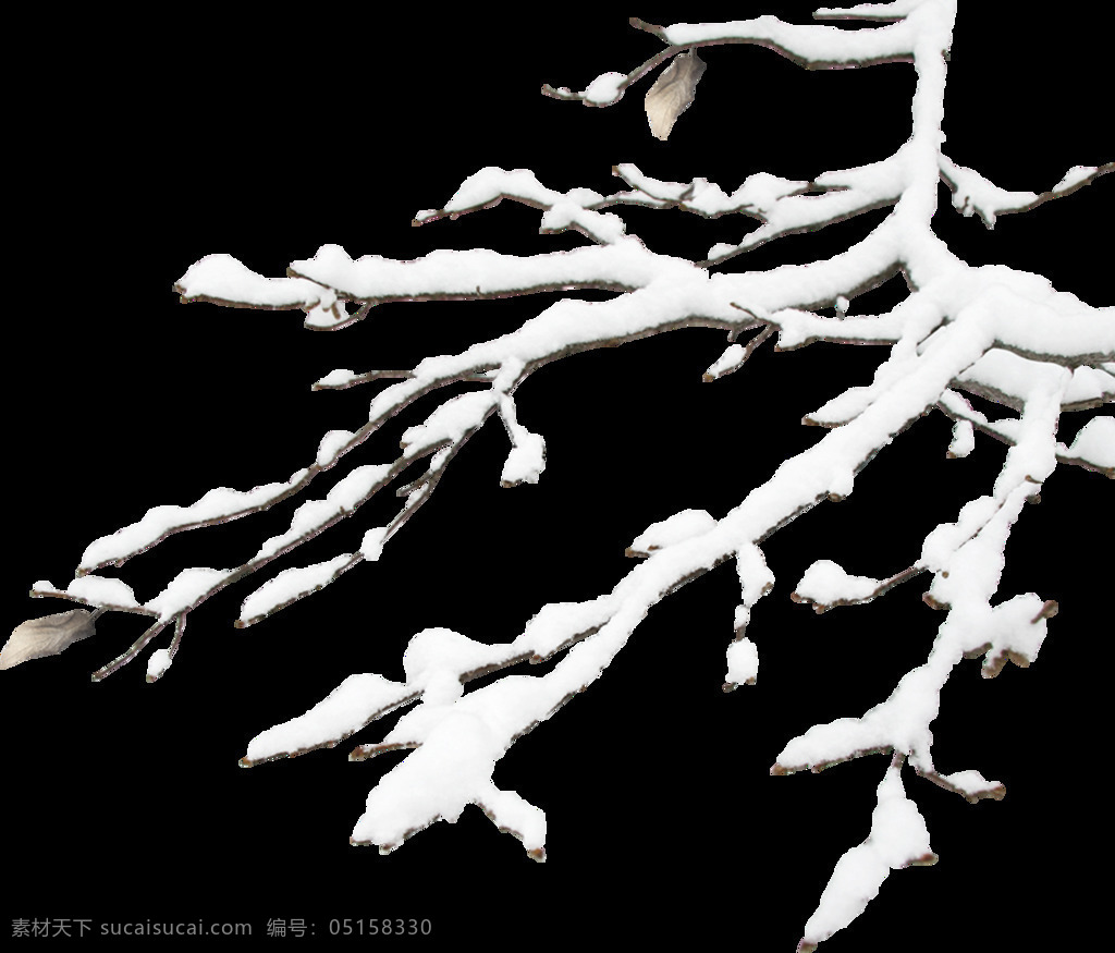 冬季 挂 雪 树枝 元素 寒冬