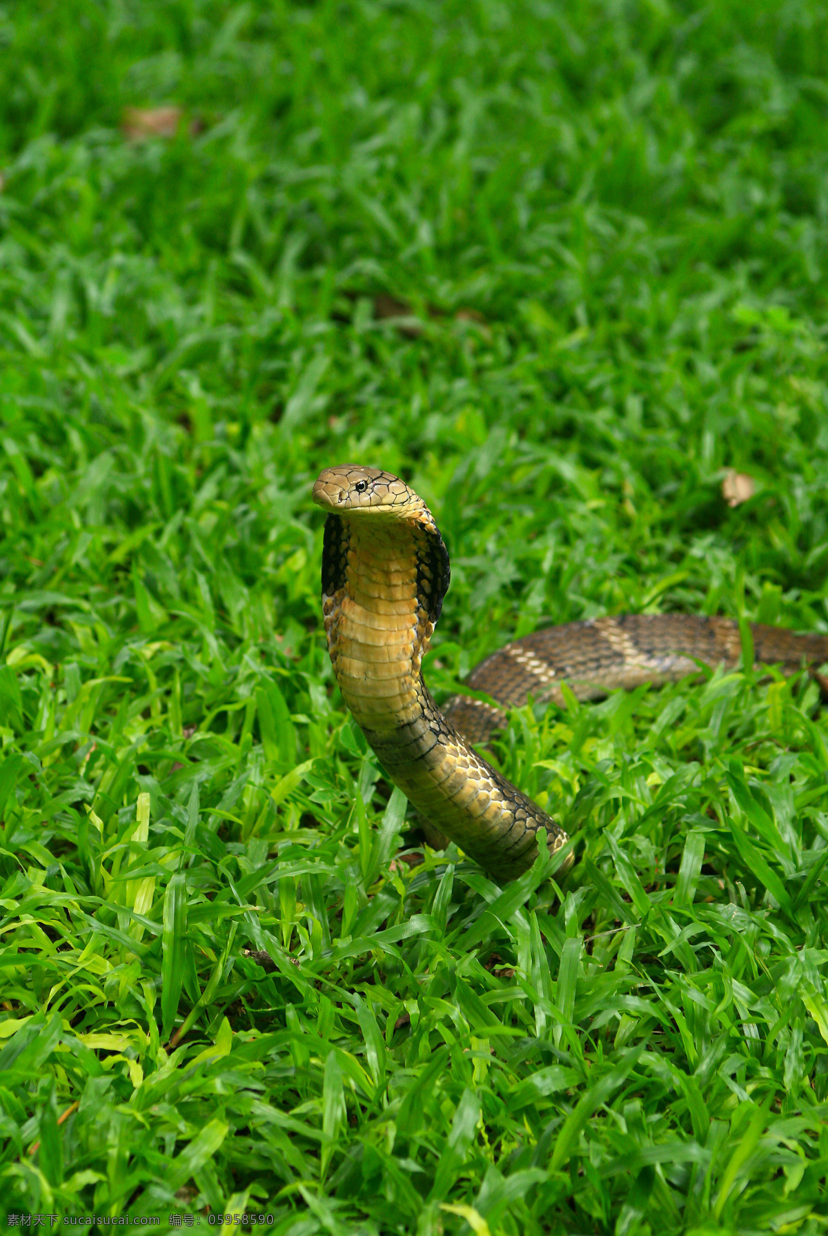 草地 上 爬行 眼镜蛇 毒蛇 蛇肉 蛇 动物世界 野生动物 爬行动物 陆地动物 生物世界 绿色