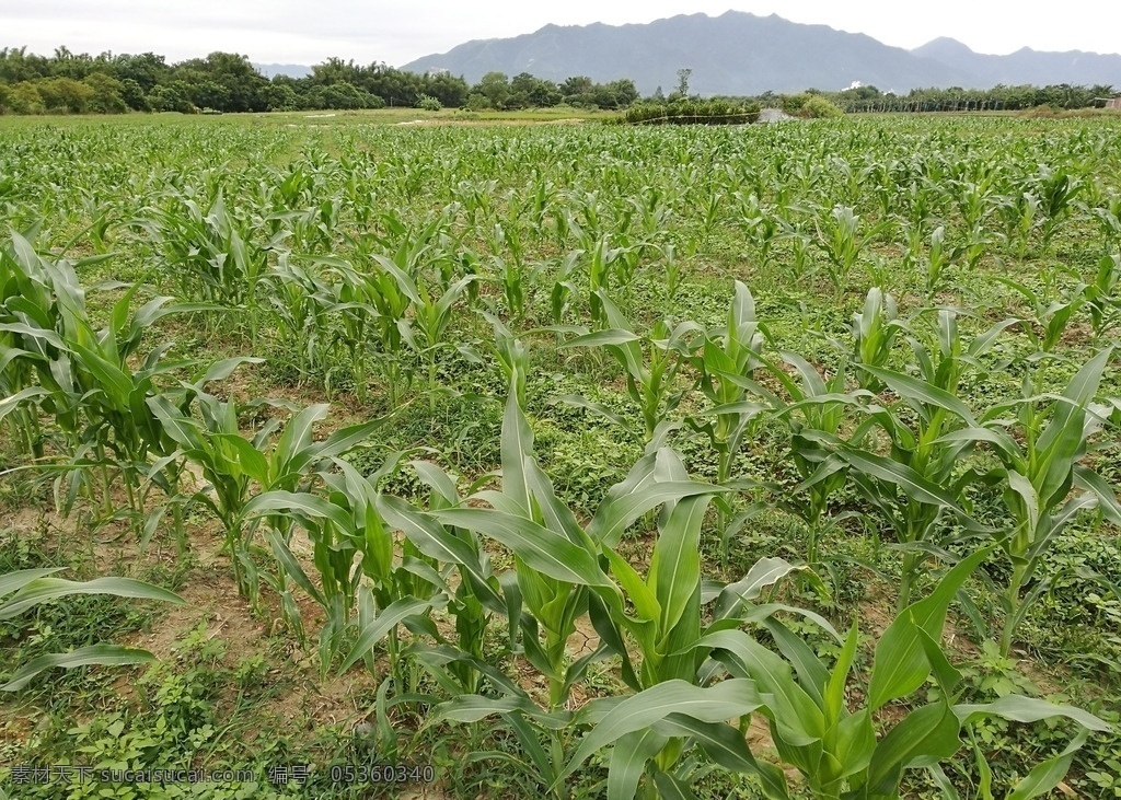 水果 玉米 种植 基地 水果玉米种植 水果玉米 种植基地 基地摄影 基地相片 绿色植物 农作物基地 蔬菜基地 合作社基地 田野 野外 自然景观 田园风光