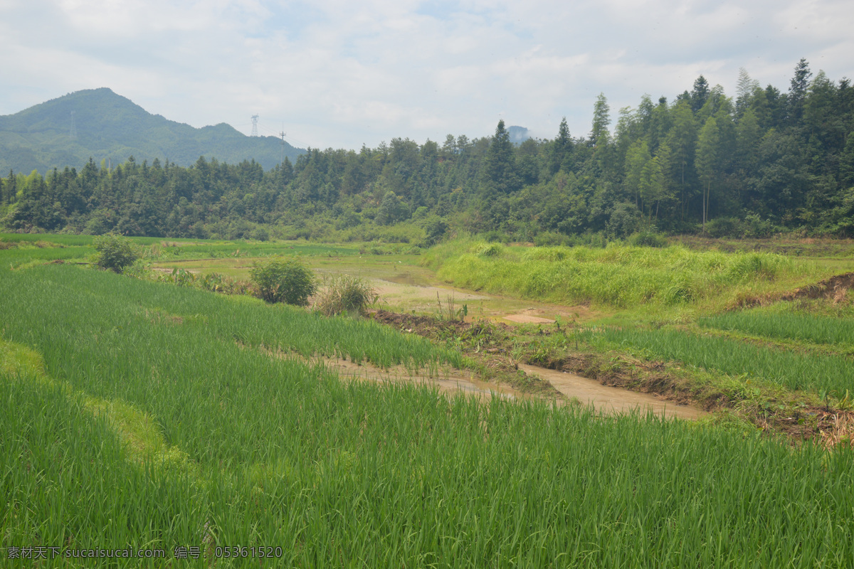 稻田 水渠 水稻 灌溉 小溪 田园风光 禾苗 桥梁 自然景观 自然风景