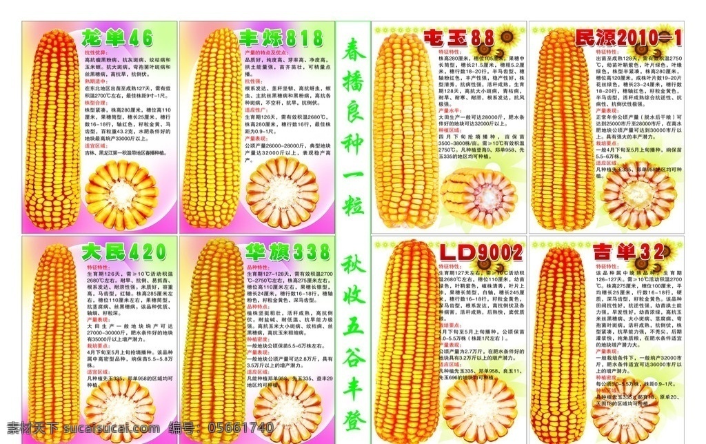 万达农资后 万达农资 玉米棒 玉米穗 玉米品种 龙单46 春播良种一粒 秋收五谷丰登 报纸 广告设计模板 源文件