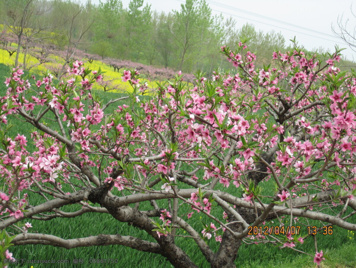 桃树 桃花 田园 田园风光 自然景观