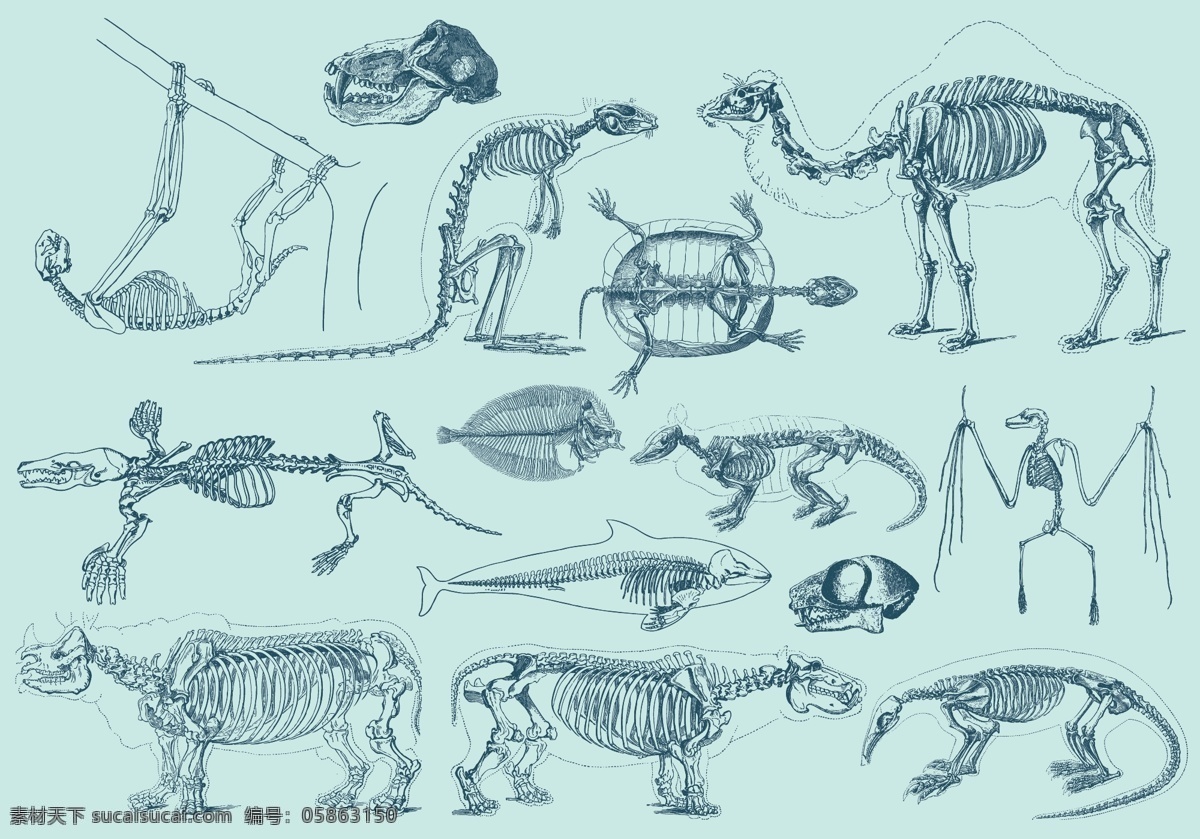 骨骼矢量素材 动物 动物骨骼 骨头 矢量素材