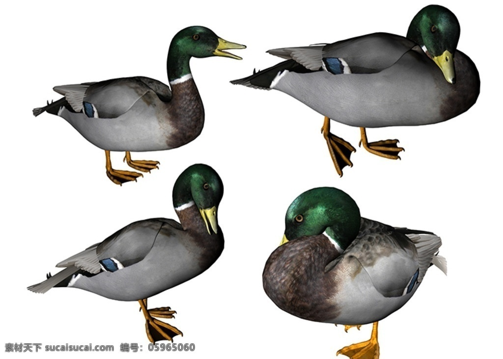 鸭子素材 3d 绿头鸭 鸭子动态 鸭子静态 动物 分层