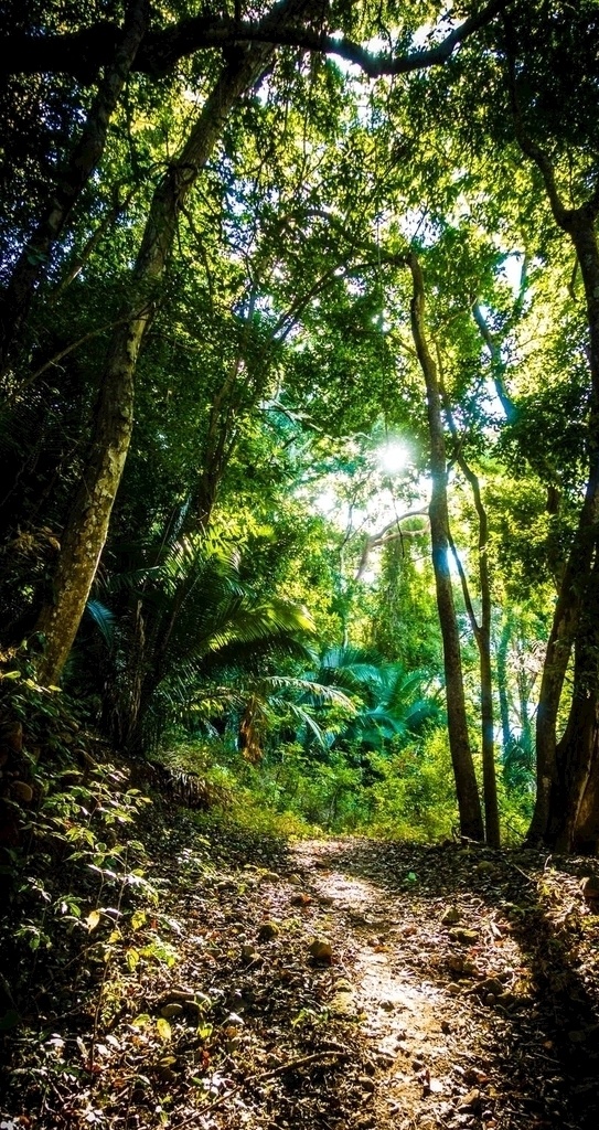 热带雨林 阳光 山路 树林 郁郁葱葱 生机勃勃 自然景观 自然风景