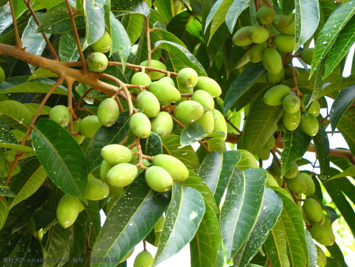 橄榄 叶子 果实 青果 绿色植物 水果 生物世界