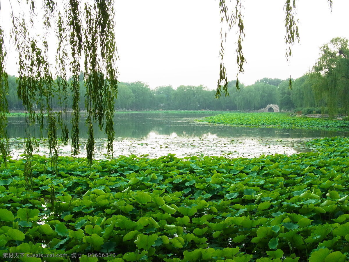 荷塘 荷叶 花卉 植物 花朵 池塘荷叶 池塘 水 圆明园 风景名胜 自然景观