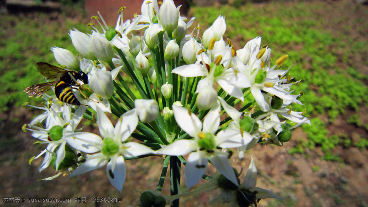 葱花 白色花 黄色花心 绿叶 黄蜂 绿草 蔬菜 生物世界