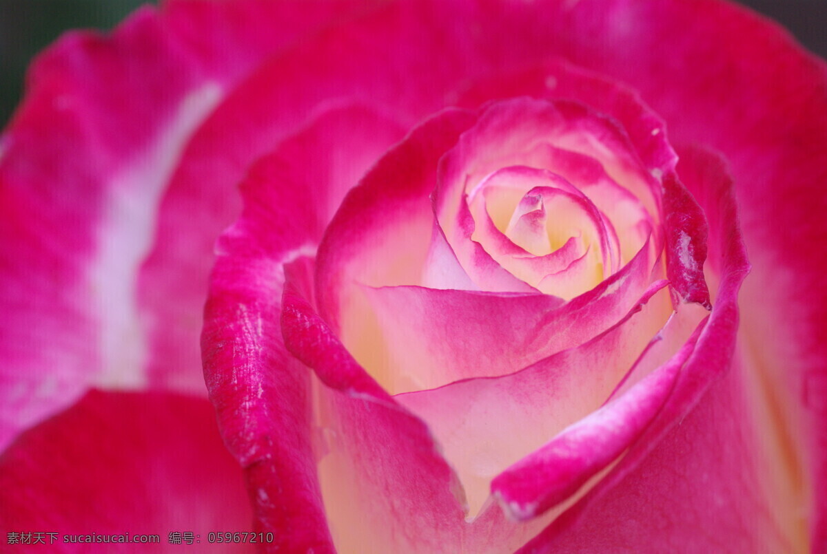 玫瑰免费下载 爱情 花瓣 花朵 花卉 花蕊 花心 开放 玫瑰 其他生物 摄影图 盛开 鲜花 生物世界