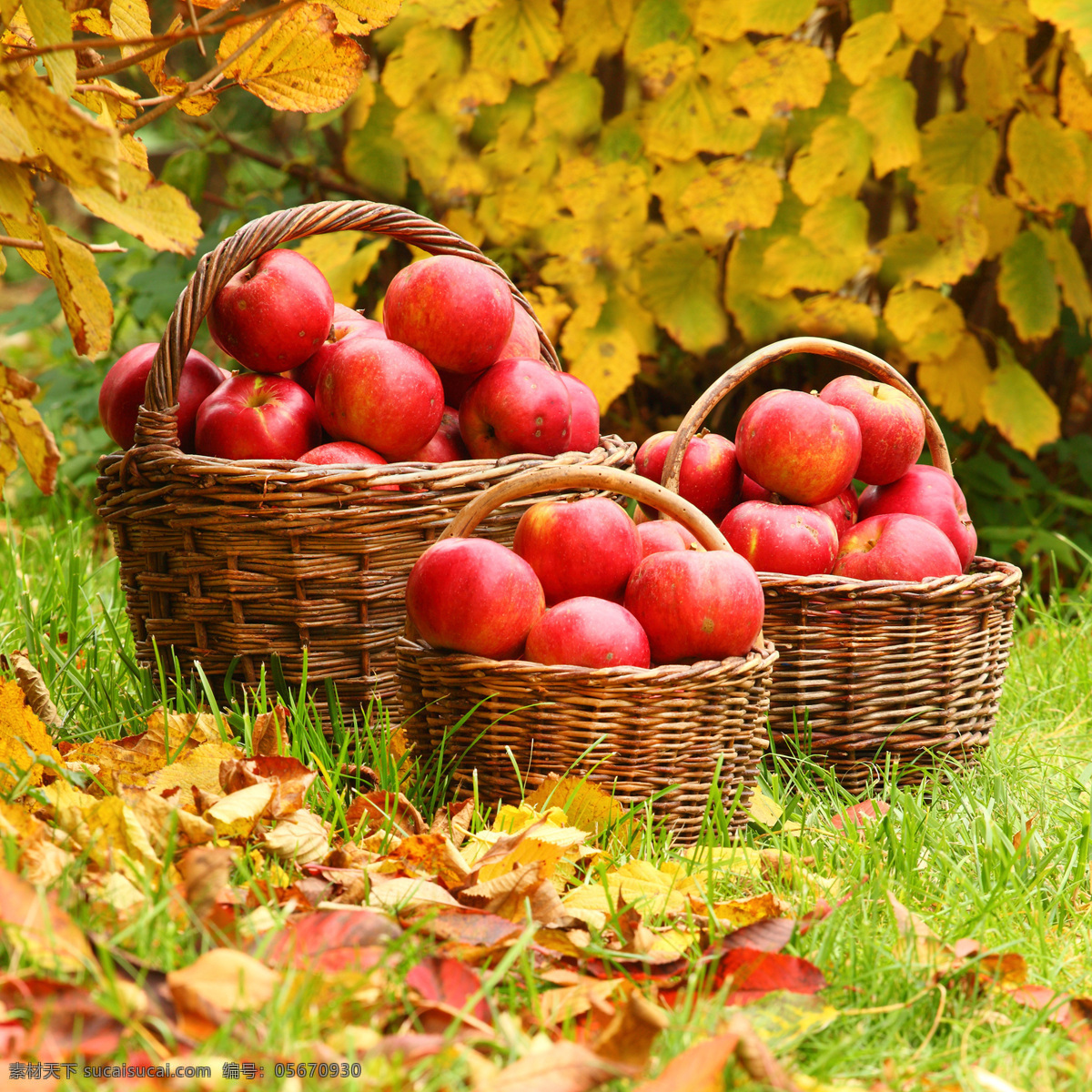 草地 篮子 里 红苹果 苹果 树叶 水果蔬菜 餐饮美食 农业生产 现代科技