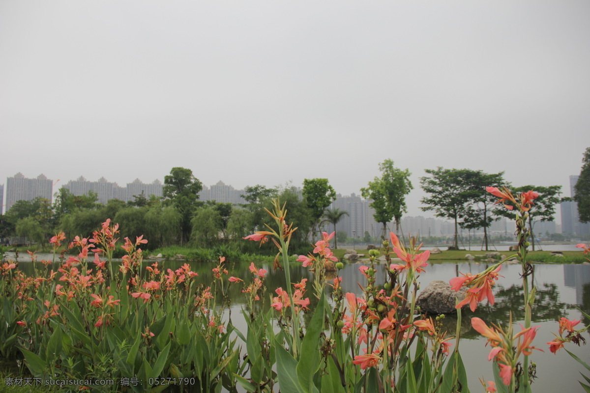 美人蕉 小花美人蕉 小芭蕉 漳州碧湖 生态园 漳州 碧湖生态园 自然景观 田园风光