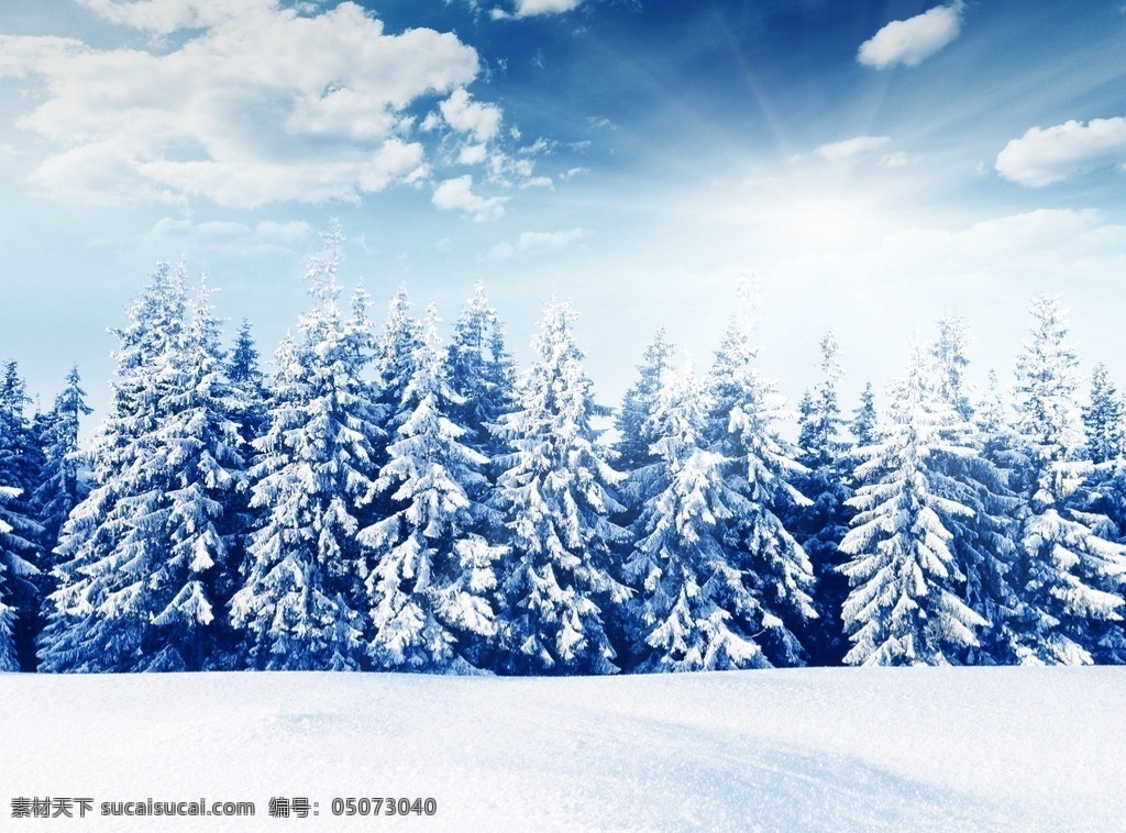 蓝天 白云 松树 雪松 太阳 阳光 白雪 雪景 雪地 唯美 自然风景 自然景观