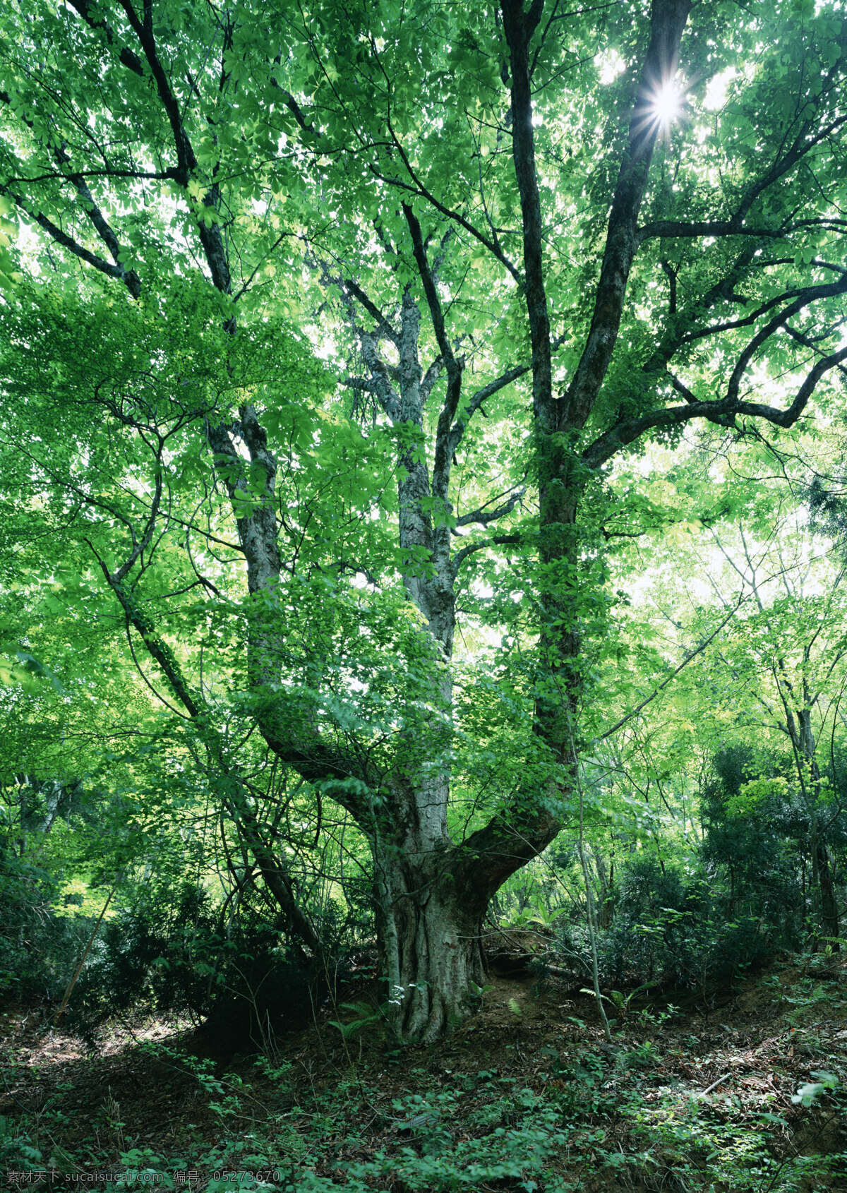 树林图片 森林树木 树林风景图片 树林高清图片 树木树叶 植物素材 生物世界 高清图片 花草树木 黑色